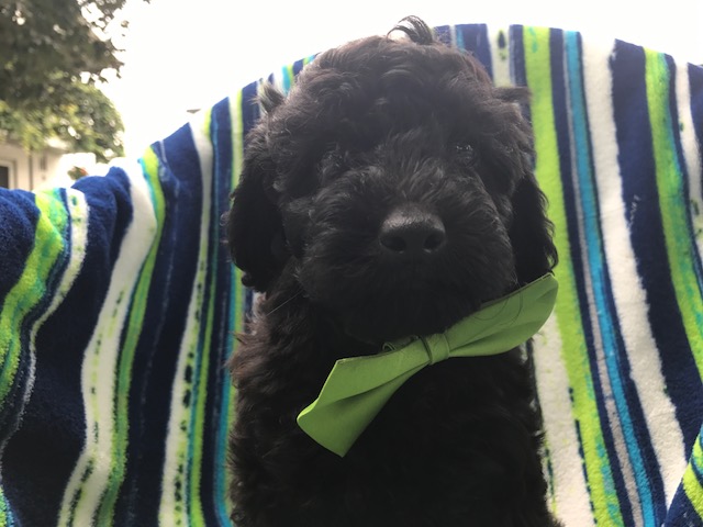 Medium Photo #1 Poodle (Toy) Puppy For Sale in QUARRYVILLE, PA, USA