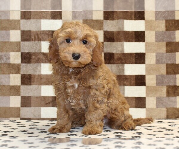 Medium Photo #4 Cavapoo (Miniature) Puppy For Sale in DENVER, PA, USA