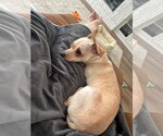 Small #3 Chihuahua Mix
