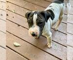 Small #1 Chinese Shar-Pei Mix