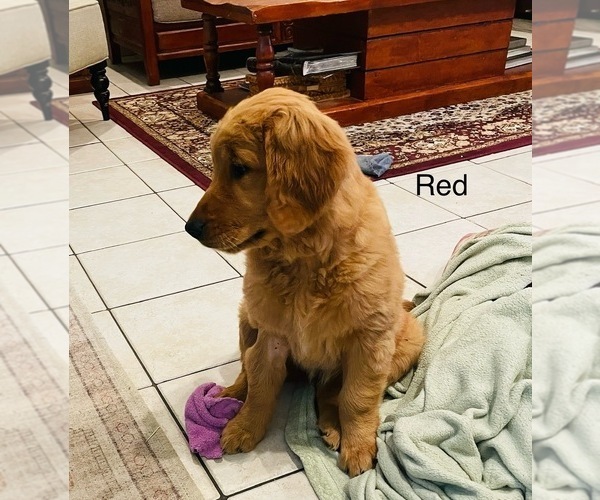 Medium Photo #5 Golden Retriever Puppy For Sale in BEDFORD, TX, USA