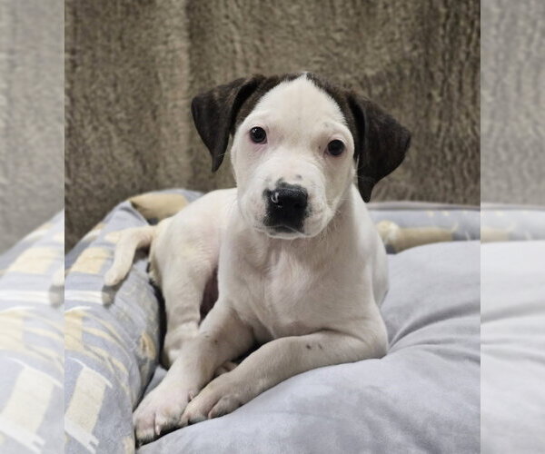 Medium Photo #3 American Staffordshire Terrier-Unknown Mix Puppy For Sale in Lakewood, CO, USA