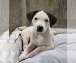 Small #2 American Staffordshire Terrier Mix