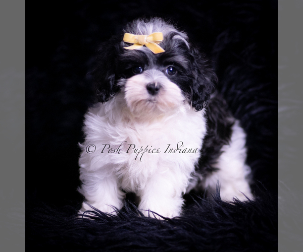Medium Photo #31 Maltipoo (Miniature) Puppy For Sale in WARSAW, IN, USA
