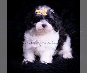 Medium Maltipoo (Miniature)