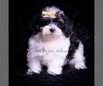 Puppy Vision F1 Maltipoo (Miniature)