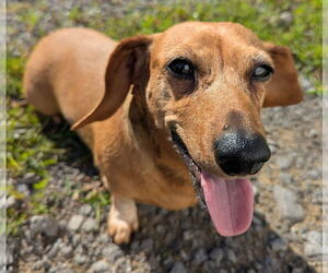Dachshund Dogs for adoption in Shelbyville, TN, USA