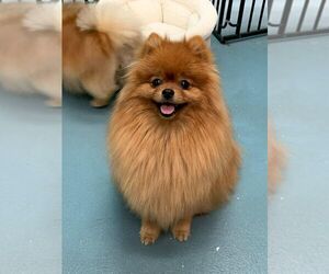 Father of the Pomeranian puppies born on 08/02/2021