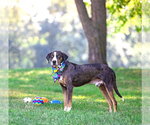 Small #1 Catahoula Leopard Dog-Mountain Cur Mix