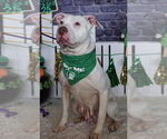 Small #21 American Pit Bull Terrier Mix