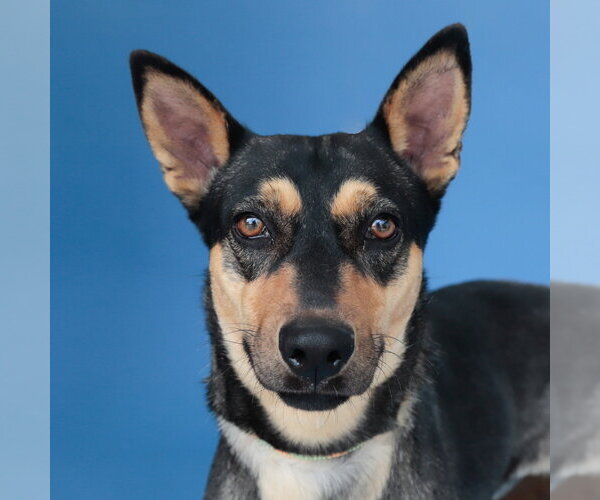 Medium Photo #1 Mutt Puppy For Sale in Pasadena, CA, USA