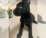 Small Photo #5 Cane Corso Puppy For Sale in BELGRADE, MT, USA