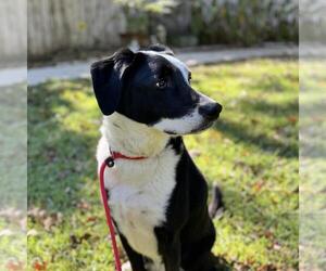 RUPERT LOWER FEE! - Male Labrador Retriever-Unknown Mix Dog for Adoption - Photo #2