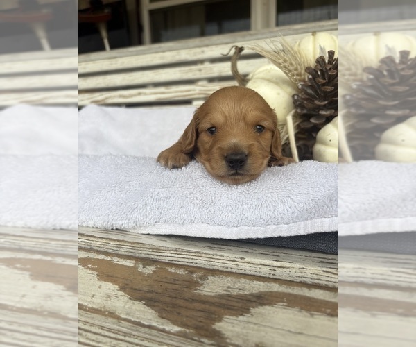 Medium Photo #1 Dachshund Puppy For Sale in MARSHFIELD, MO, USA