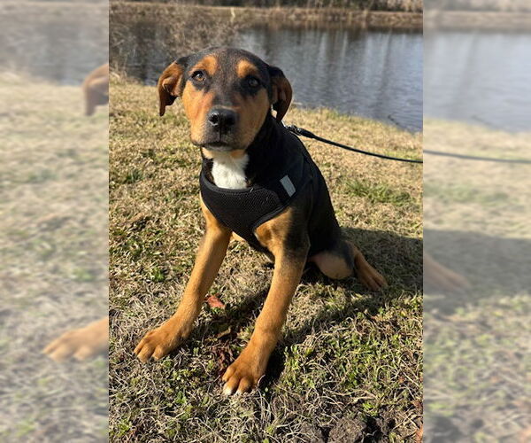 Medium Photo #4 Bulldog-Labrador Retriever Mix Puppy For Sale in Tarrytown, GA, USA