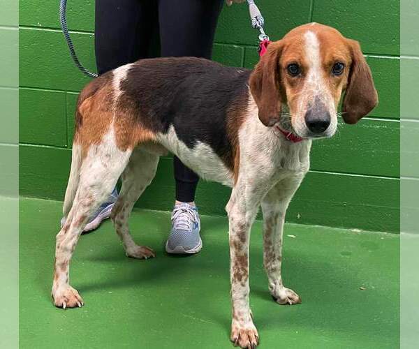 Medium Photo #4 American Foxhound-Unknown Mix Puppy For Sale in Rustburg, VA, USA