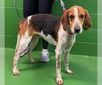 Small #3 American Foxhound Mix