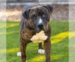 Small Photo #2 American Staffordshire Terrier Puppy For Sale in Camarillo, CA, USA