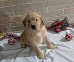 Puppy Bonnie Golden Retriever