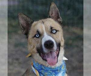 Pyrenees Husky Dogs for adoption in San Antonio, TX, USA