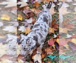 Image preview for Ad Listing. Nickname: Penny