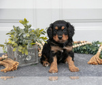 Puppy Fox Cavapoo