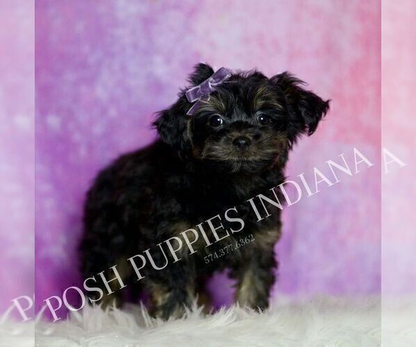 Medium Photo #4 Yorkipoo Puppy For Sale in WARSAW, IN, USA