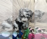 Small Photo #8 Bernedoodle-Sheepadoodle Mix Puppy For Sale in WOODSIDE, NY, USA