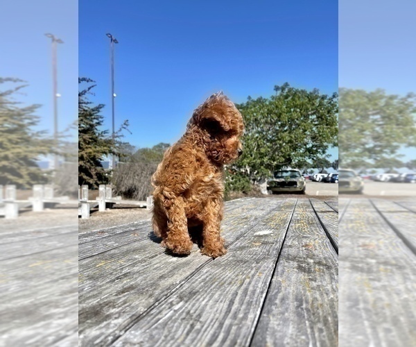 Medium Photo #32 Poodle (Toy) Puppy For Sale in HAYWARD, CA, USA