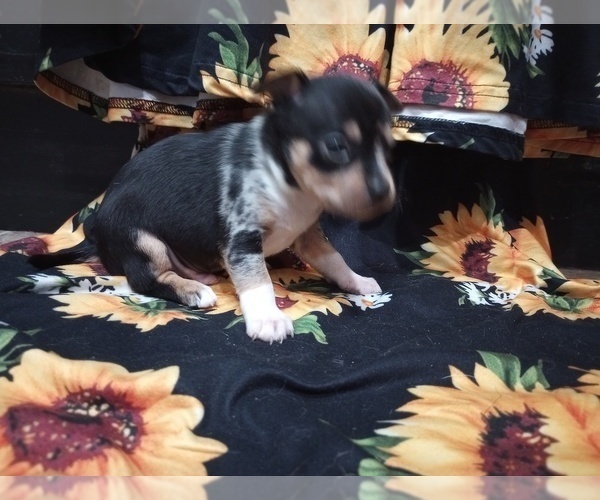 Medium Photo #4 Chihuahua Puppy For Sale in MANCHESTER, PA, USA