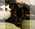 Small Photo #6 Labrador Retriever-Unknown Mix Puppy For Sale in Aurora, CO, USA