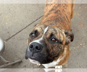 Mutt Dogs for adoption in Tulsa, OK, USA