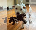 Small #17 Labrador Retriever Mix