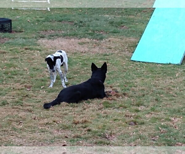 Medium Photo #5 Rat Terrier-Unknown Mix Puppy For Sale in Garden City, NY, USA