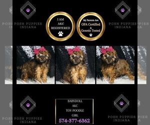 Poodle (Toy) Puppy for sale in WARSAW, IN, USA
