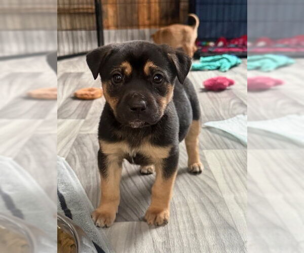 Medium Photo #1 Mutt Puppy For Sale in Plainfield, IL, USA