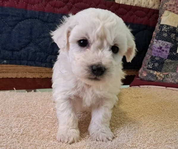 Medium Photo #1 Bichon Frise Puppy For Sale in PELHAM, NH, USA