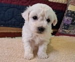 Puppy Female puppy 1 Bichon Frise