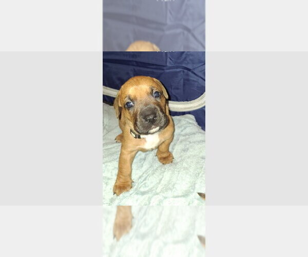 Medium Photo #1 Boxer Puppy For Sale in Austin, TX, USA
