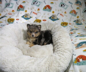 Pomeranian Puppy for Sale in COOKEVILLE, Tennessee USA