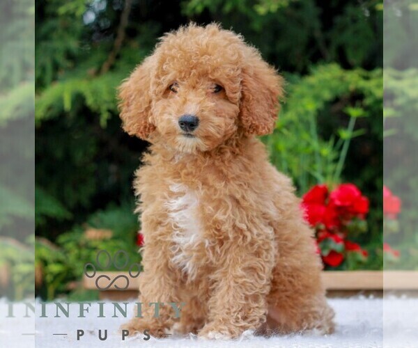 Medium Photo #6 Poodle (Miniature) Puppy For Sale in LITITZ, PA, USA