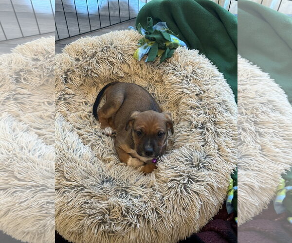 Medium Photo #4 Mutt Puppy For Sale in Holly Springs, NC, USA