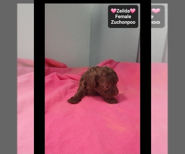 Medium Photo #3 Poodle (Toy)-Zuchon Mix Puppy For Sale in TUCSON, AZ, USA