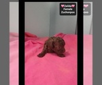 Zeilda - Female Poodle (Toy)-Zuchon Mix Puppy for Sale - Photo #3