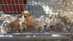 Small Photo #1 Golden Retriever Puppy For Sale in PALMDALE, CA, USA