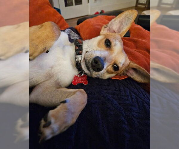 Medium Photo #2 Chihuahua-Unknown Mix Puppy For Sale in San Diego, CA, USA