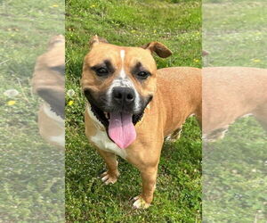 American Pit Bull Terrier Dogs for adoption in Hillsboro, NH, USA