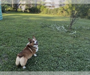 Father of the Pembroke Welsh Corgi puppies born on 08/15/2025