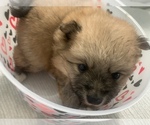 Small Photo #18 Pomeranian Puppy For Sale in BUSH, LA, USA