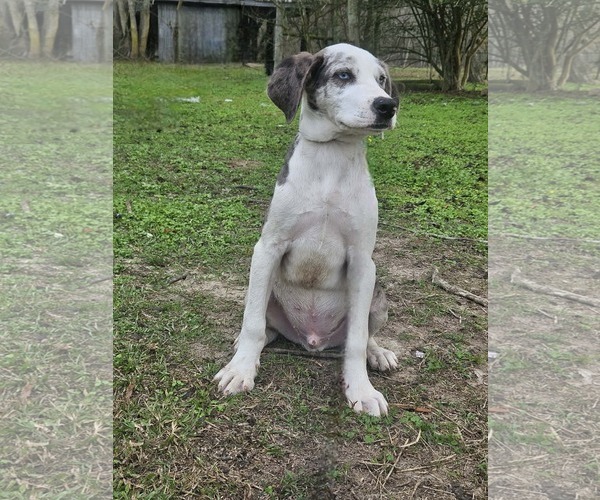 Medium Photo #16 Australian Shepherd-Unknown Mix Puppy For Sale in Wakefield, RI, USA